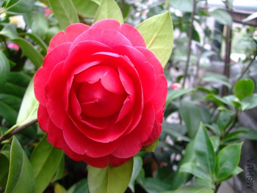 ����ɰ 2014-3-31 081.jpg