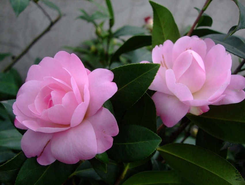����ʱ�� 2014-3-31 079.jpg