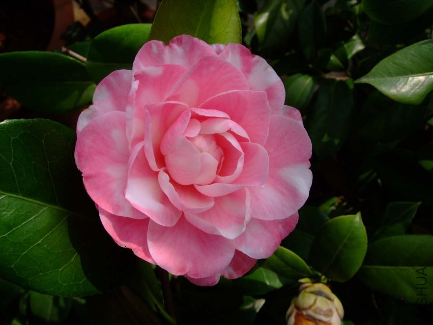 ţ���µ�ʯ 2014-3-30a 028.jpg