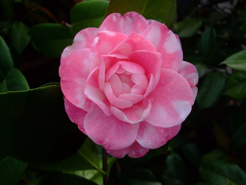 ţ���µ�ʯ 2014-3-30 059.jpg