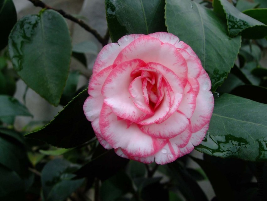���ѻ� 2014-3-30 008.jpg