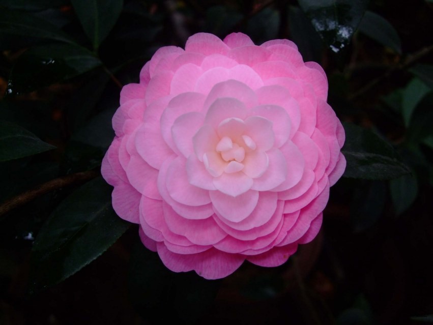 ��Ħ�� 2014-3-30 016.jpg