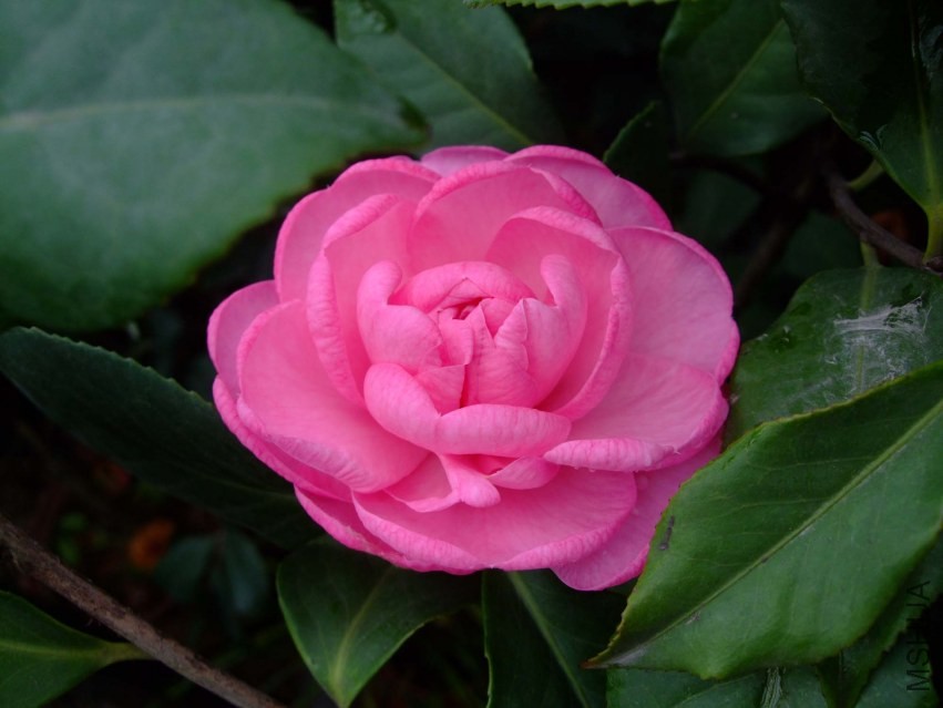 ��� 2014-3-30 014.jpg