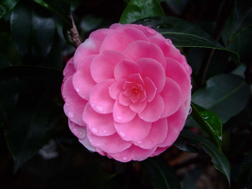 ���غ�˹ 2014-3-30 022.jpg