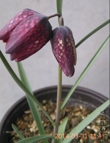 QQ��ͼ20140331191842.jpg