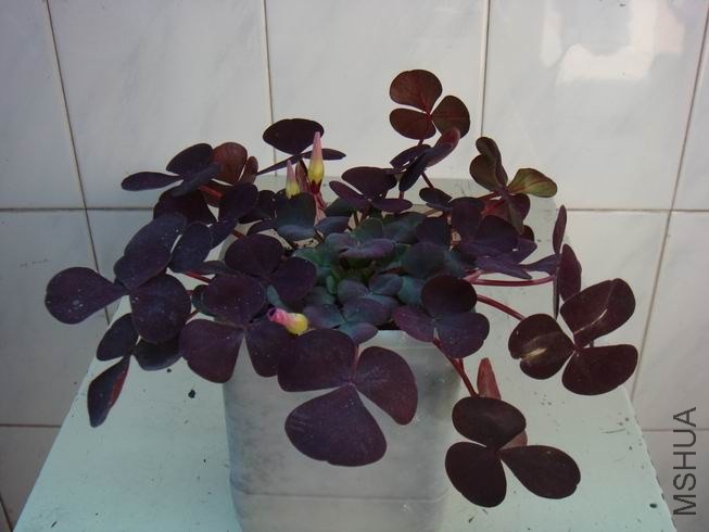 ������С DSC05588.JPG