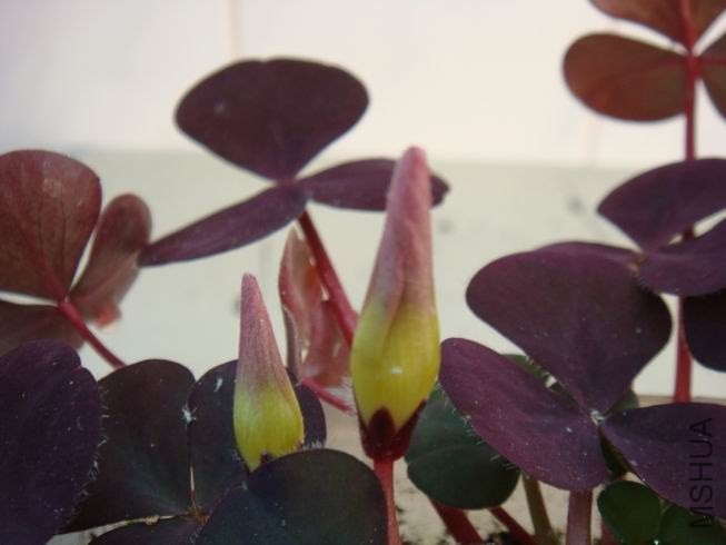 ������С DSC05589.JPG