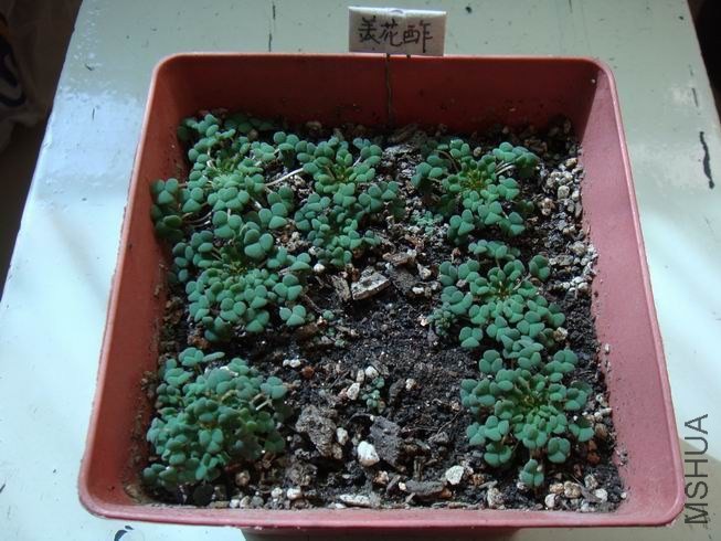 ������С DSC05590.JPG