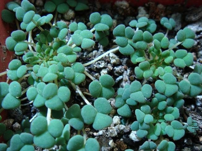 ������С DSC05591.JPG