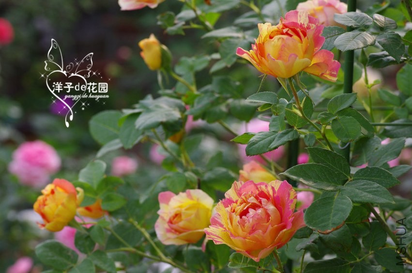 IMGP5740.JPG