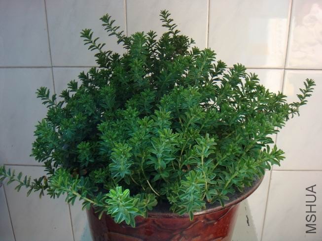 ������С DSC05594.JPG