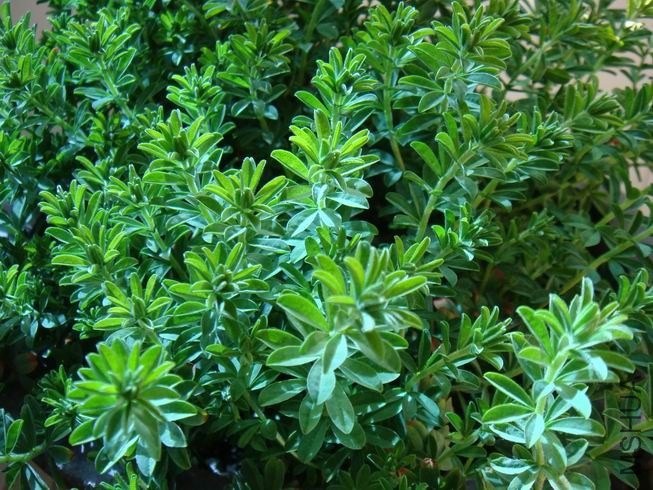 ������С DSC05595.JPG