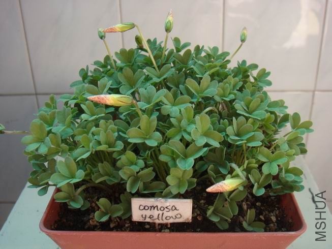 ������С DSC05596.JPG