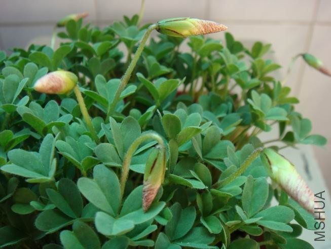 ������С DSC05598.JPG