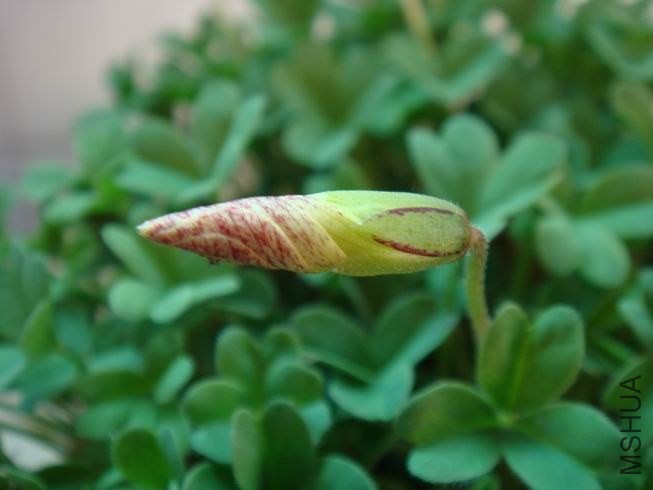 ������С DSC05597.JPG