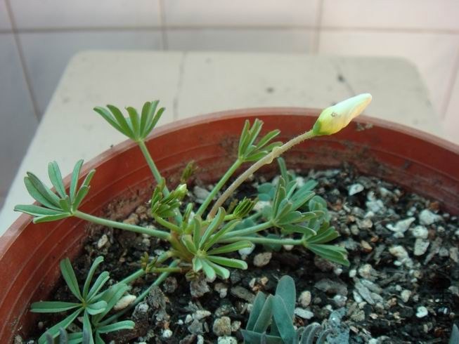 ������С DSC05599.JPG