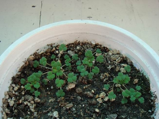 ������С DSC05601.JPG