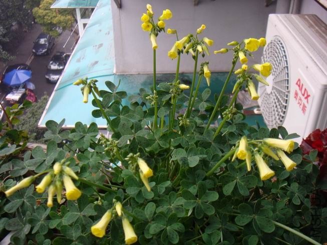 ������С DSC05603.JPG