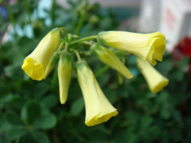 ������С DSC05604.JPG