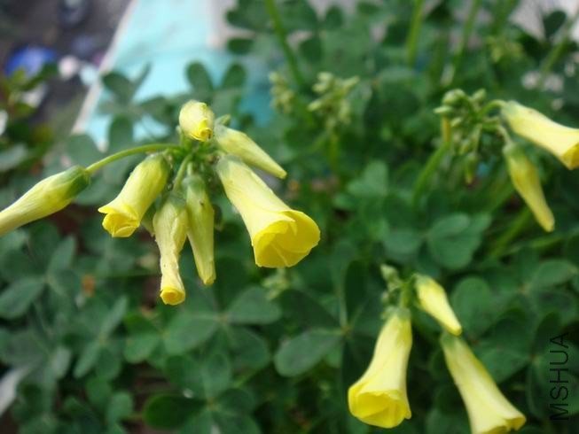 ������С DSC05605.JPG