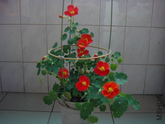 ������С DSC05690.JPG