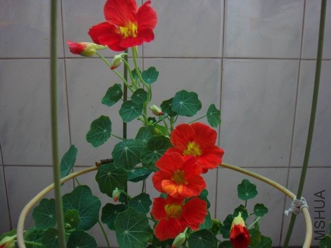 ������С DSC05692.JPG