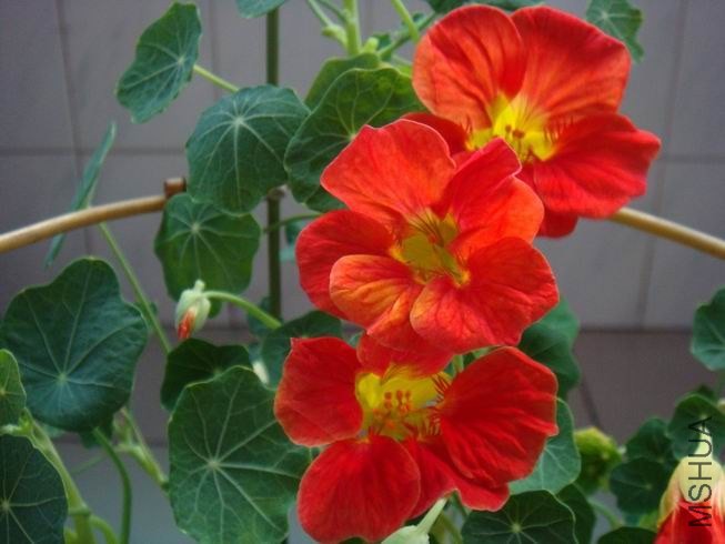 ������С DSC05693.JPG