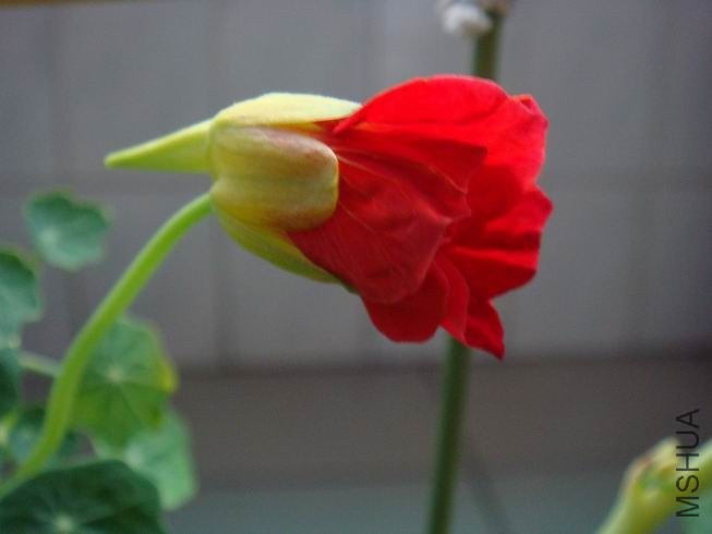 ������С DSC05695.JPG