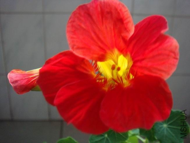 ������С DSC05694.JPG