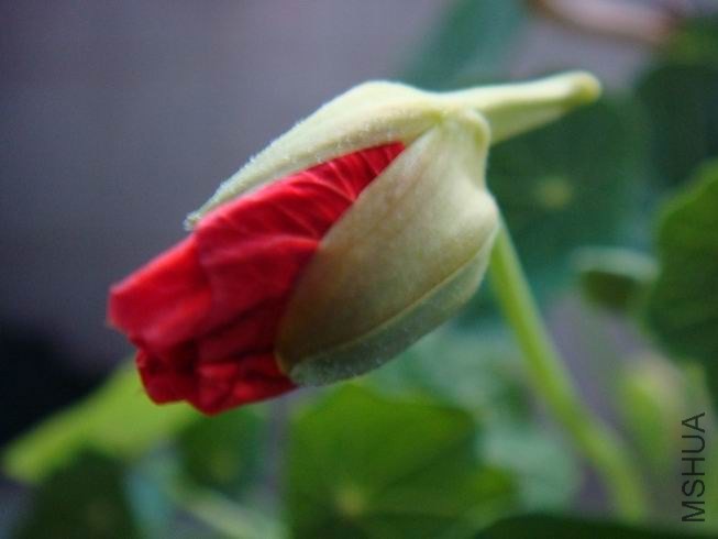 ������С DSC05696.JPG