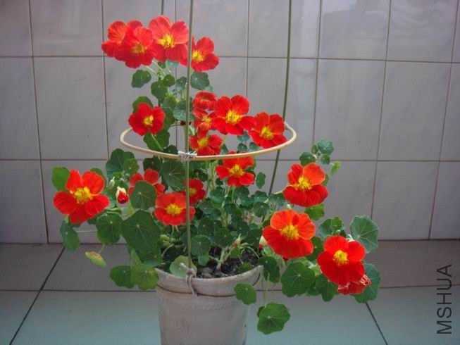 ������С DSC05754.JPG