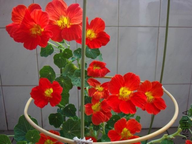 ������С DSC05755.JPG