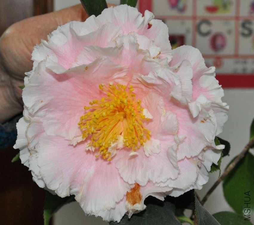 DSC_3994.JPG