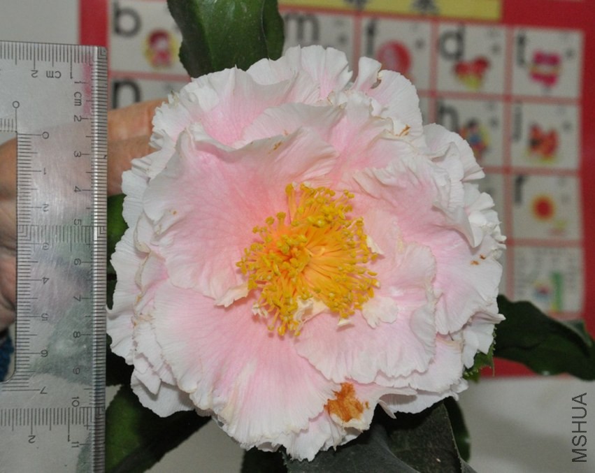 DSC_3995.JPG