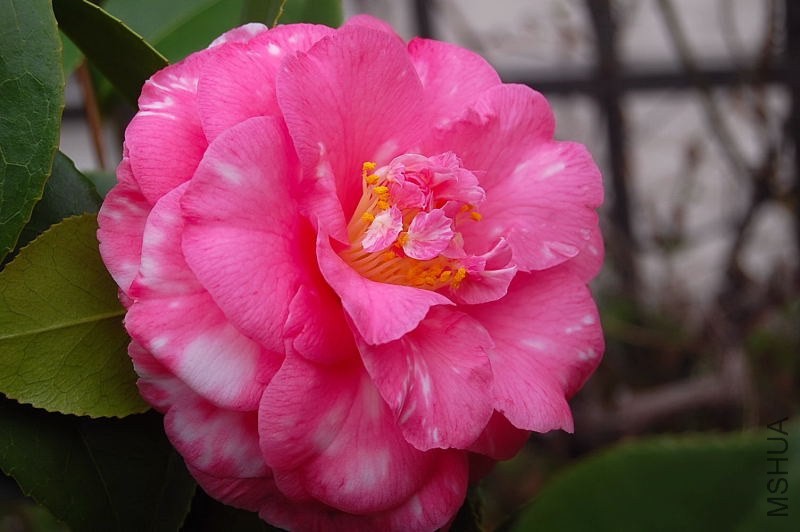 DSC_01000100.JPG