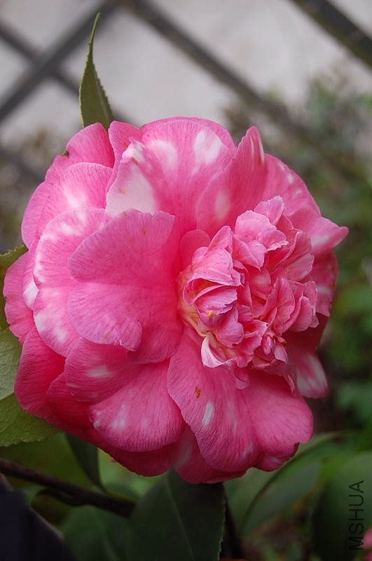 DSC_01040104.JPG