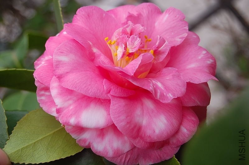 DSC_00980098.JPG
