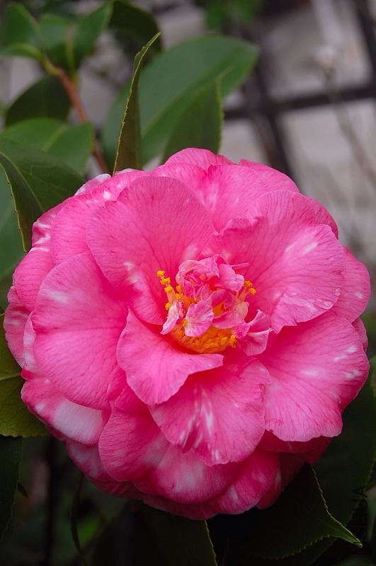 DSC_00930093.JPG