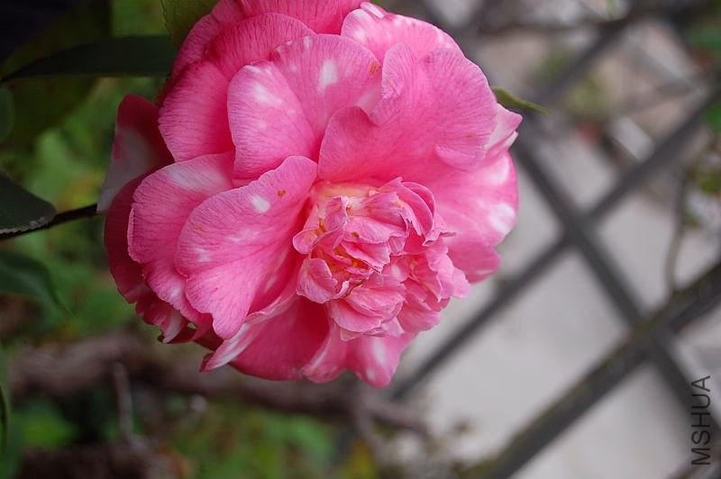 DSC_01020102.JPG