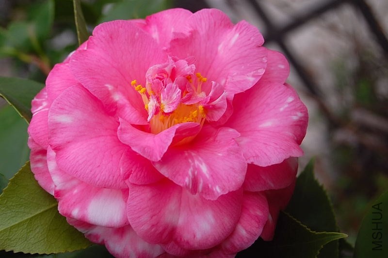 DSC_00910091.JPG