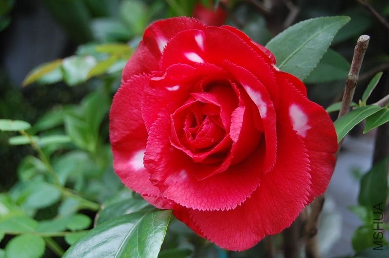 DSC_00510051.JPG