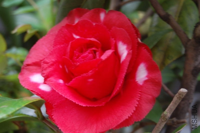 DSC_00410041.JPG