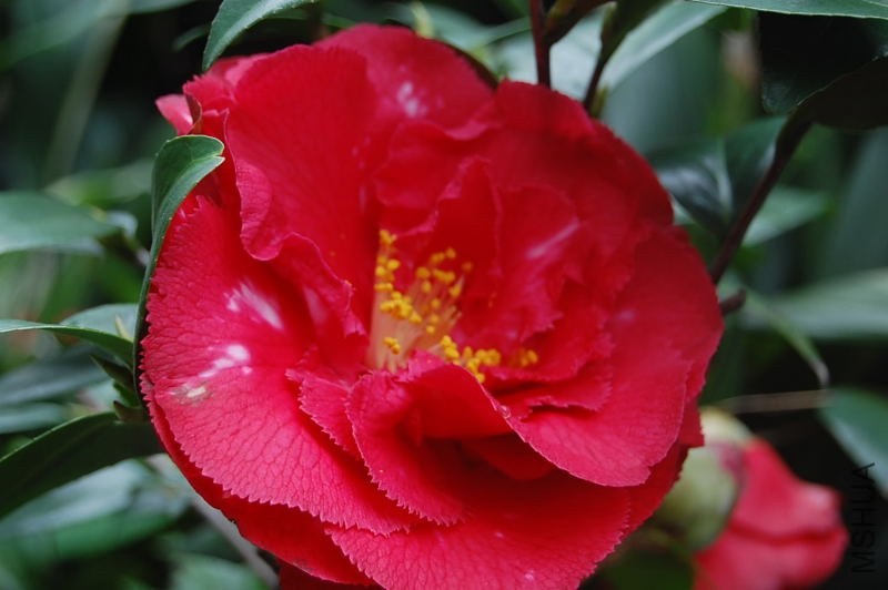 DSC_00460046.JPG