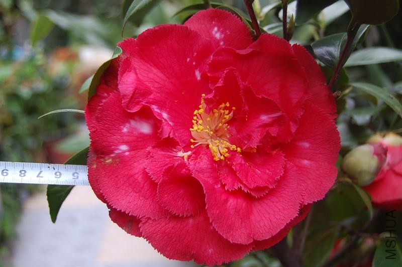 DSC_03390339.JPG