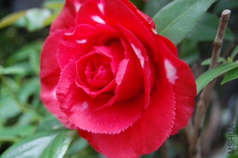 DSC_00490049.JPG
