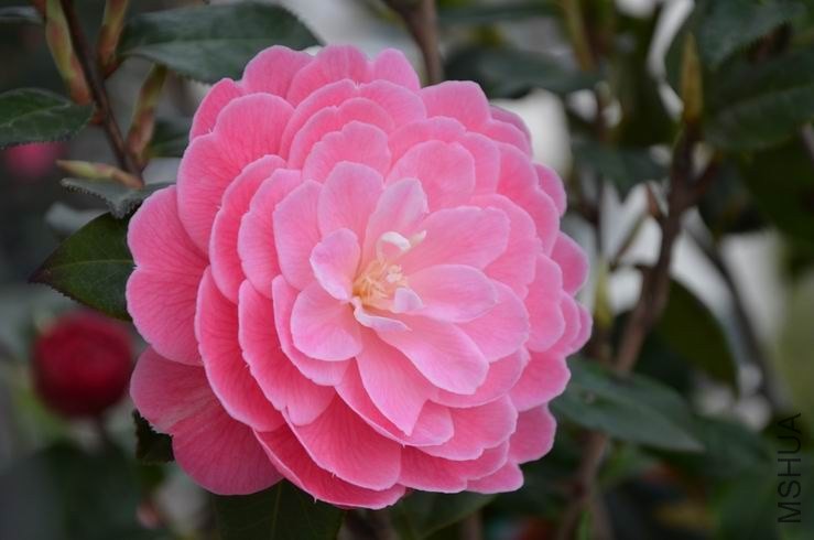 ������С DSC_2187.JPG