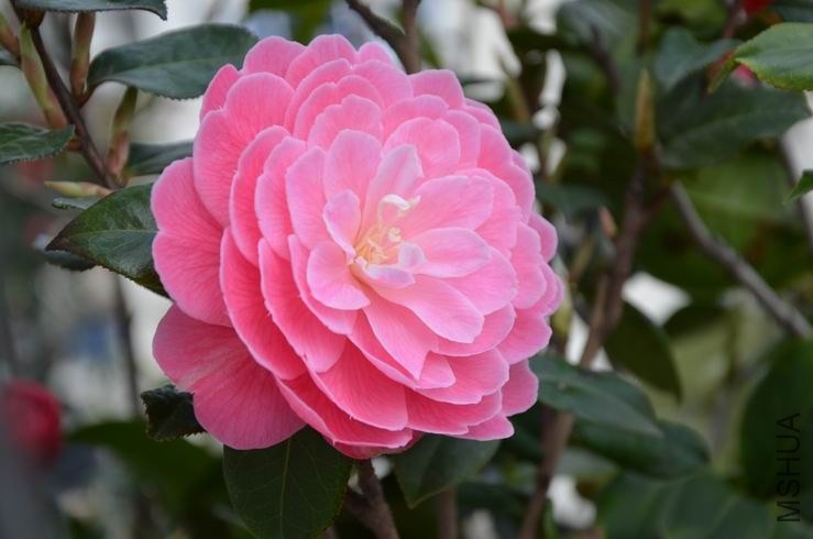 ������С DSC_2199.JPG