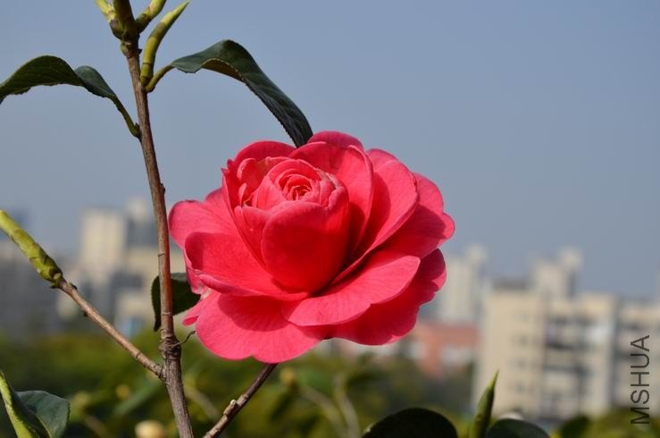 ������С DSC_2292.JPG