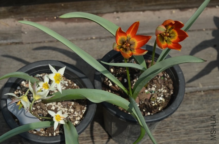 tulipa ����20140330 005.JPG