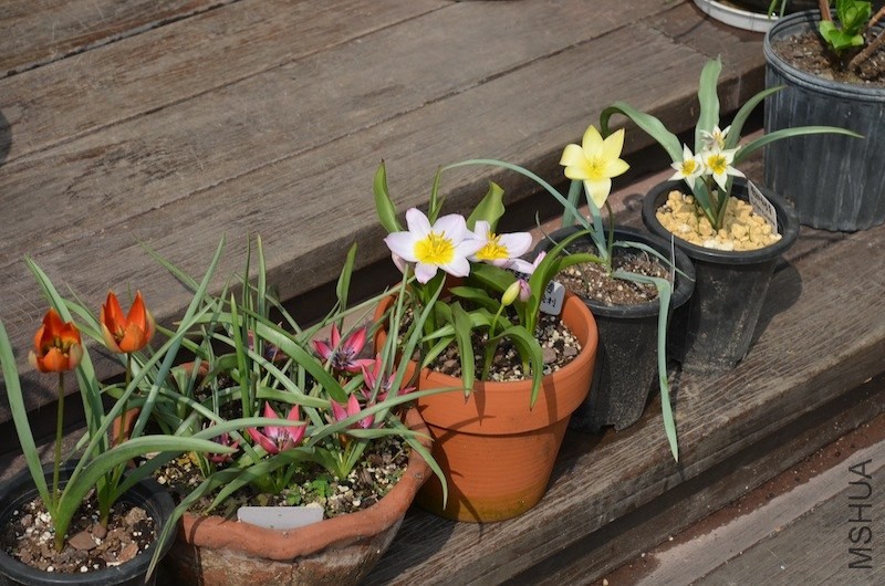 tulipa ����20140330 006.JPG